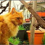 Apartamento Apartmaji Soncne Terase - Sunny Terraces