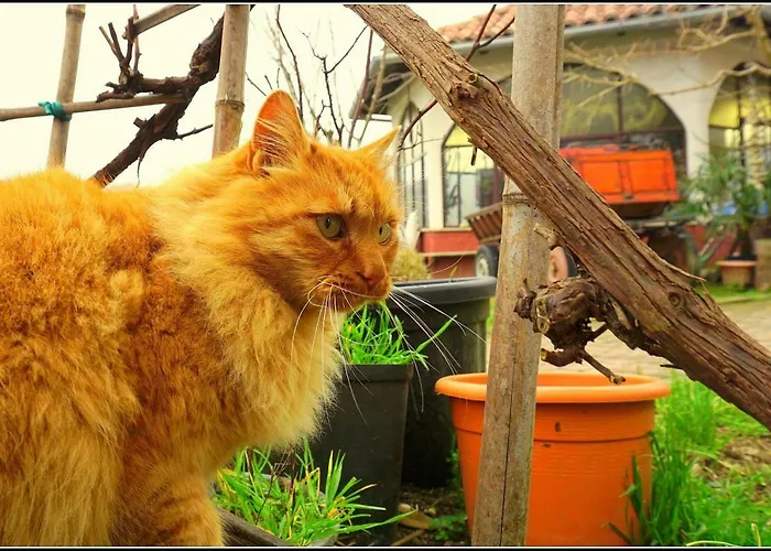 公寓 Sunny Terraces Zt